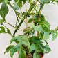 Bilde av Rhaphidophora tetrasperma-Spanne Plantesalg