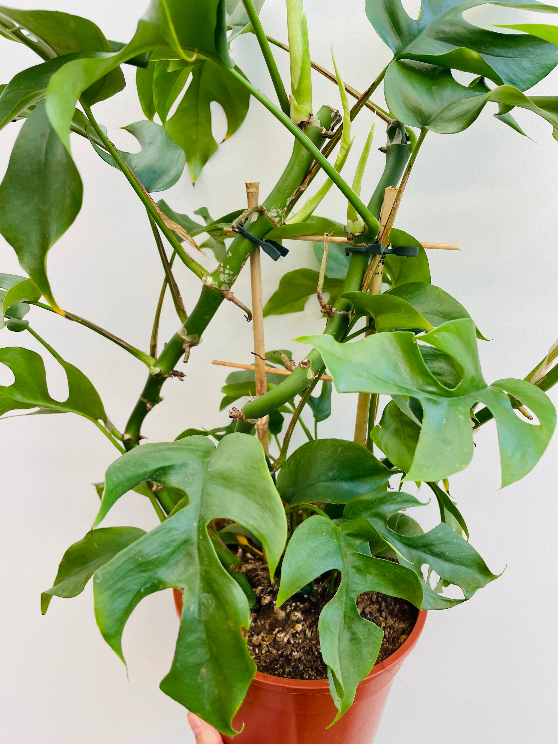 Bilde av Rhaphidophora tetrasperma-Spanne Plantesalg
