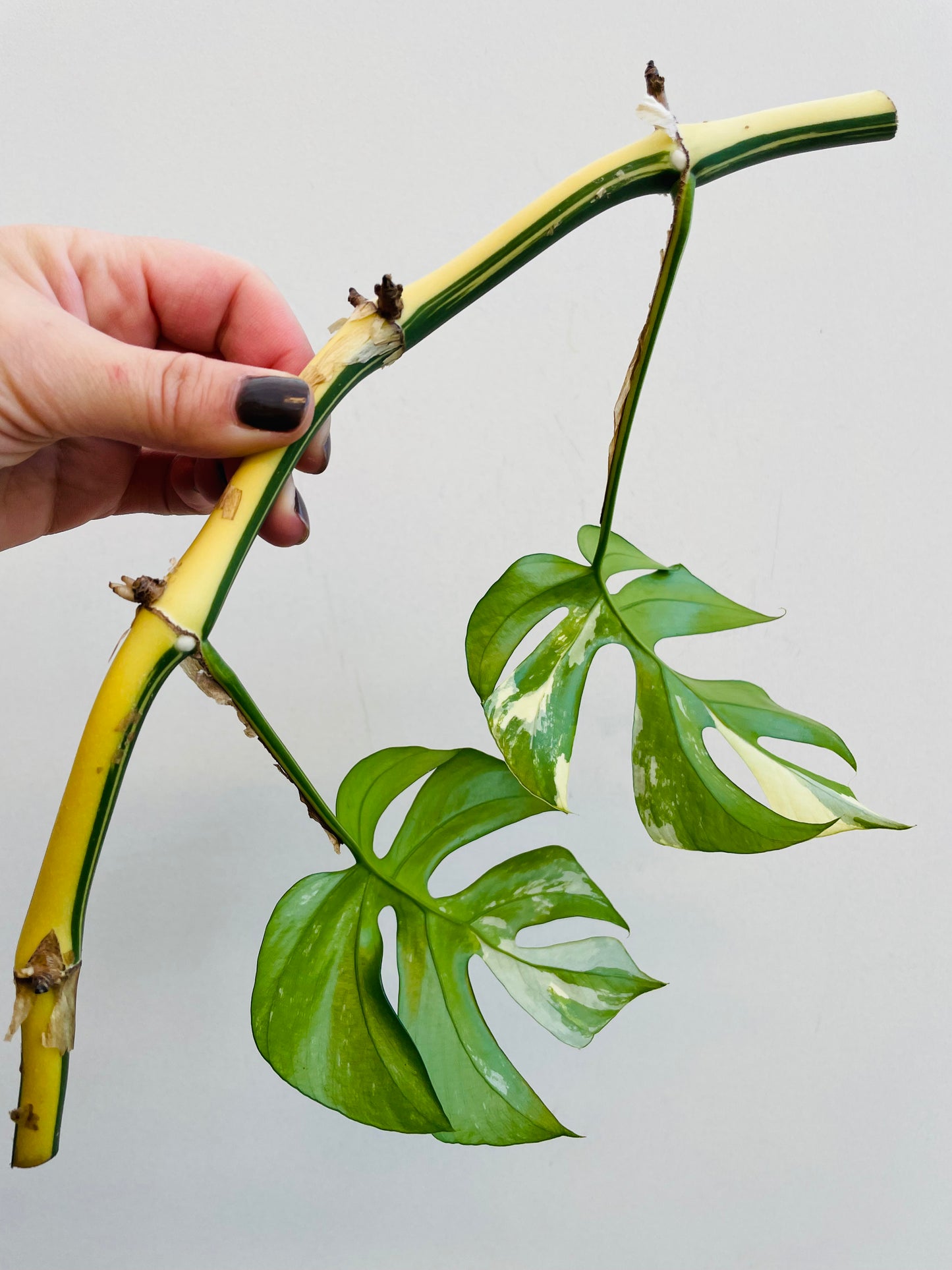 Bilde av Rhaphidophora tetrasperma variegata stikling 2-Spanne Plantesalg