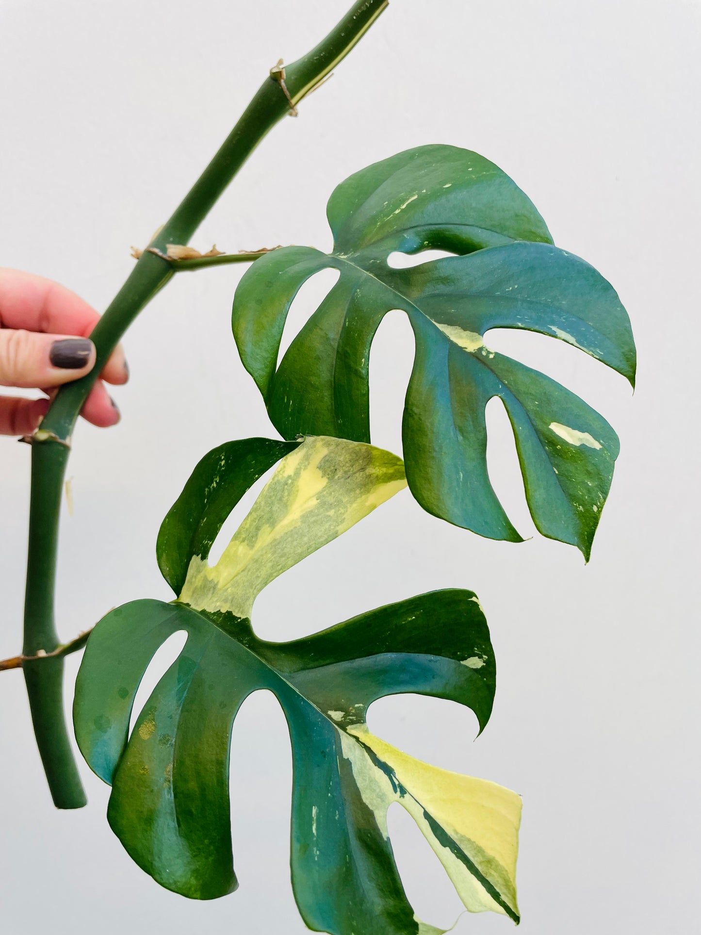 Bilde av Rhaphidophora tetrasperma variegata stikling 2-Spanne Plantesalg