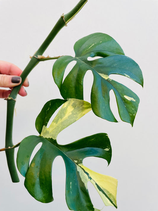 Bilde av Rhaphidophora tetrasperma variegata stikling 2-Spanne Plantesalg