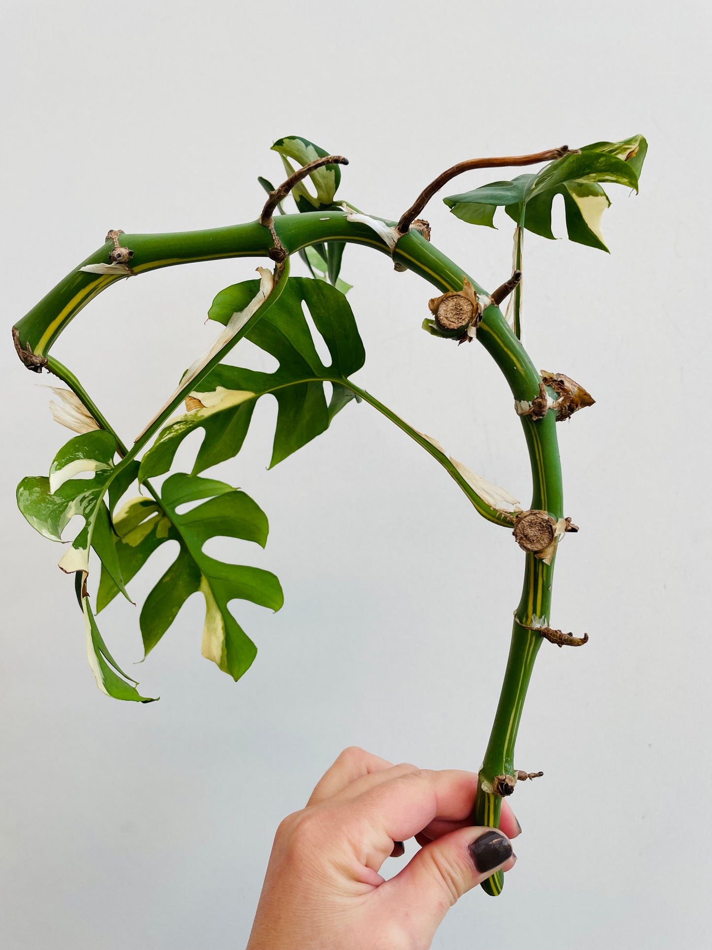 Bilde av Rhaphidophora tetrasperma variegata stikling 3-Spanne Plantesalg