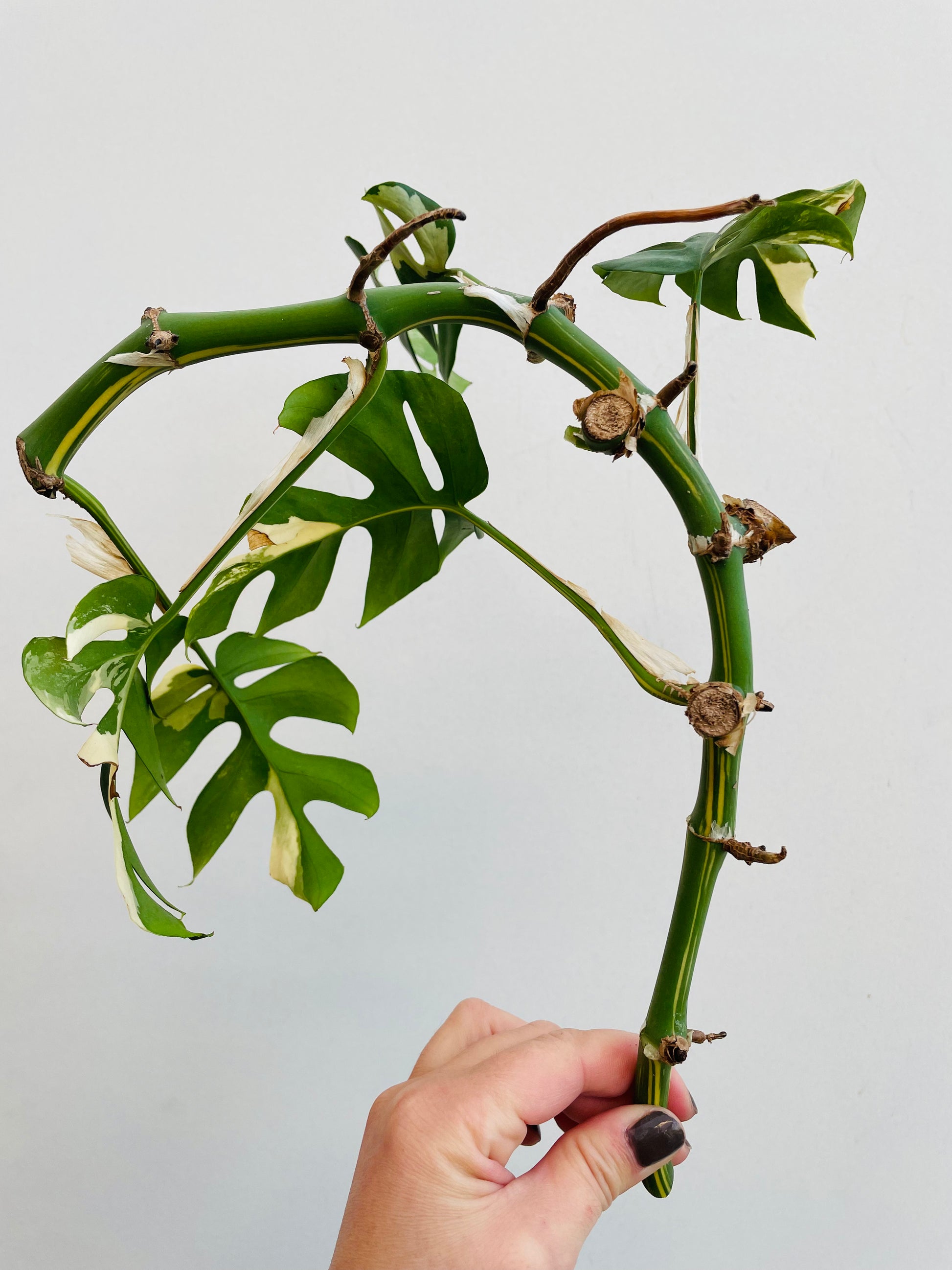 Bilde av Rhaphidophora tetrasperma variegata stikling 3-Spanne Plantesalg