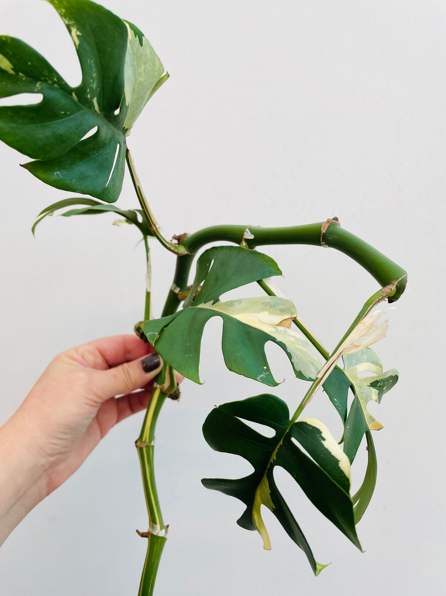 Bilde av Rhaphidophora tetrasperma variegata stikling 3-Spanne Plantesalg