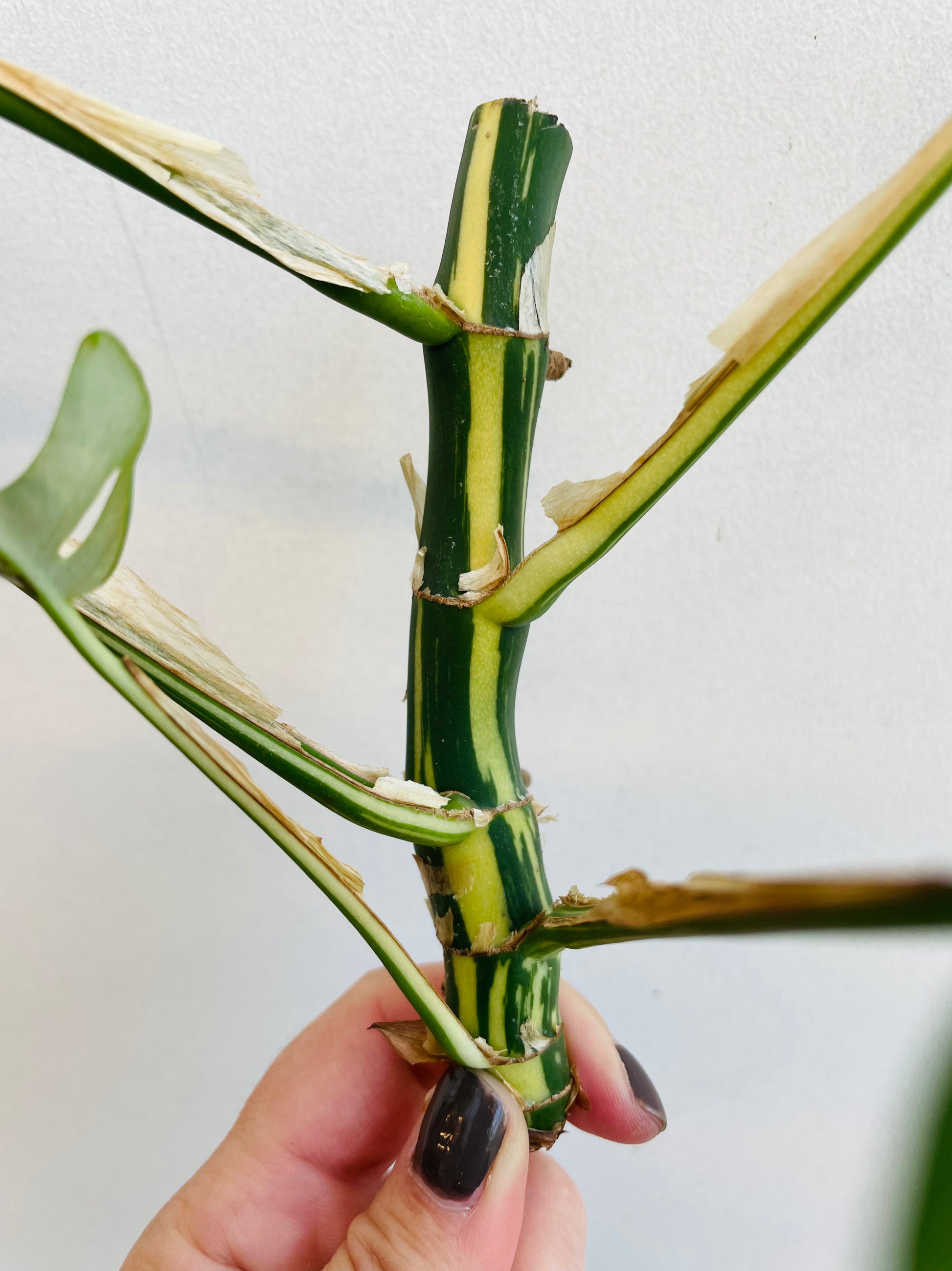 Bilde av Rhaphidophora tetrasperma variegata stikling 4-Spanne Plantesalg