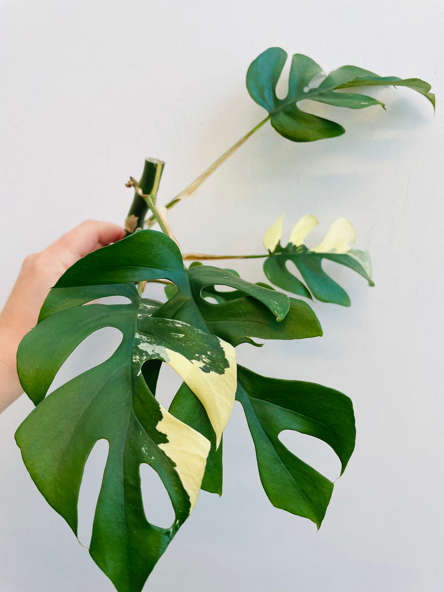 Bilde av Rhaphidophora tetrasperma variegata stikling 4-Spanne Plantesalg