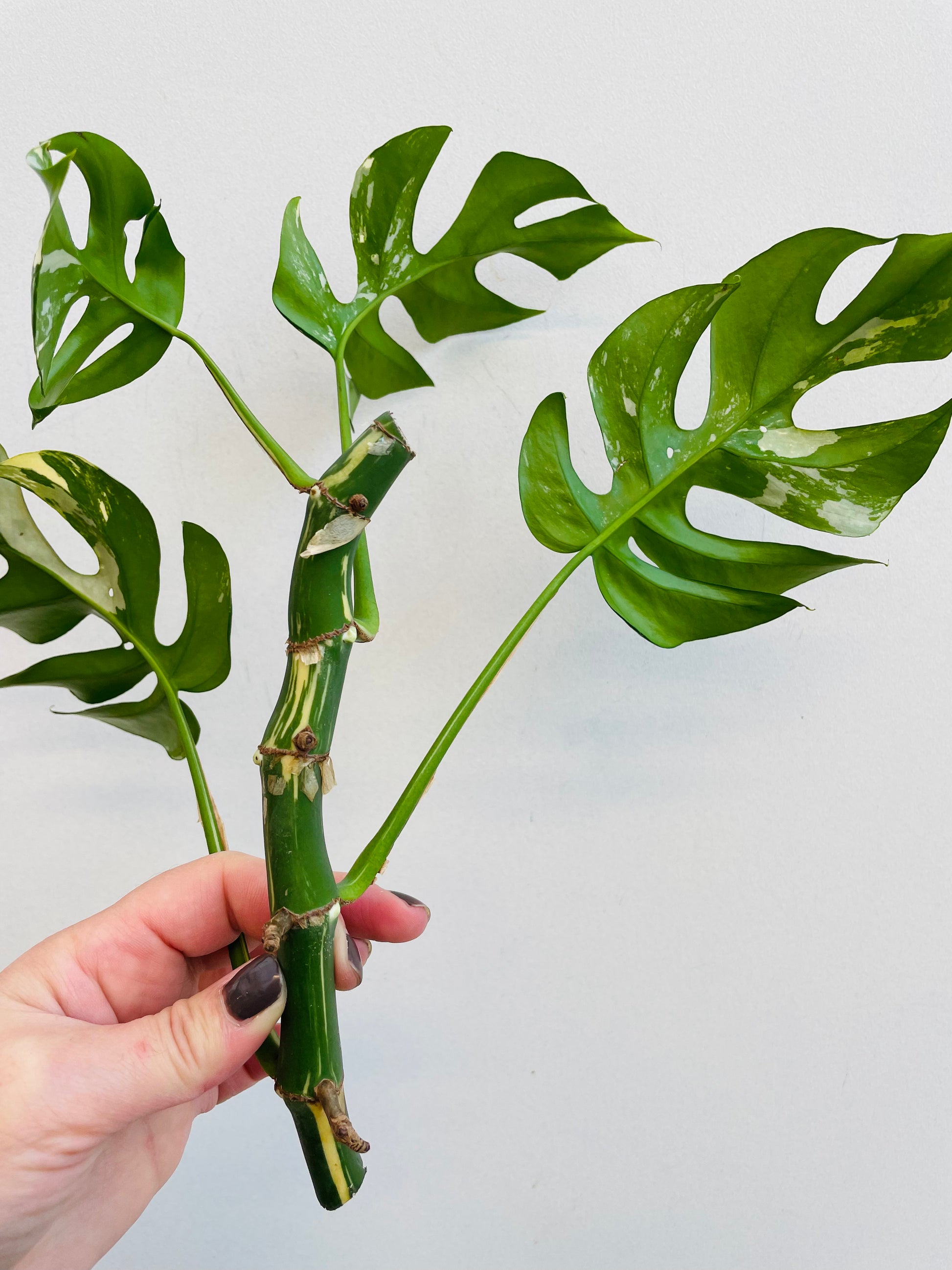 Bilde av Rhaphidophora tetrasperma variegata stikling 5-Spanne Plantesalg