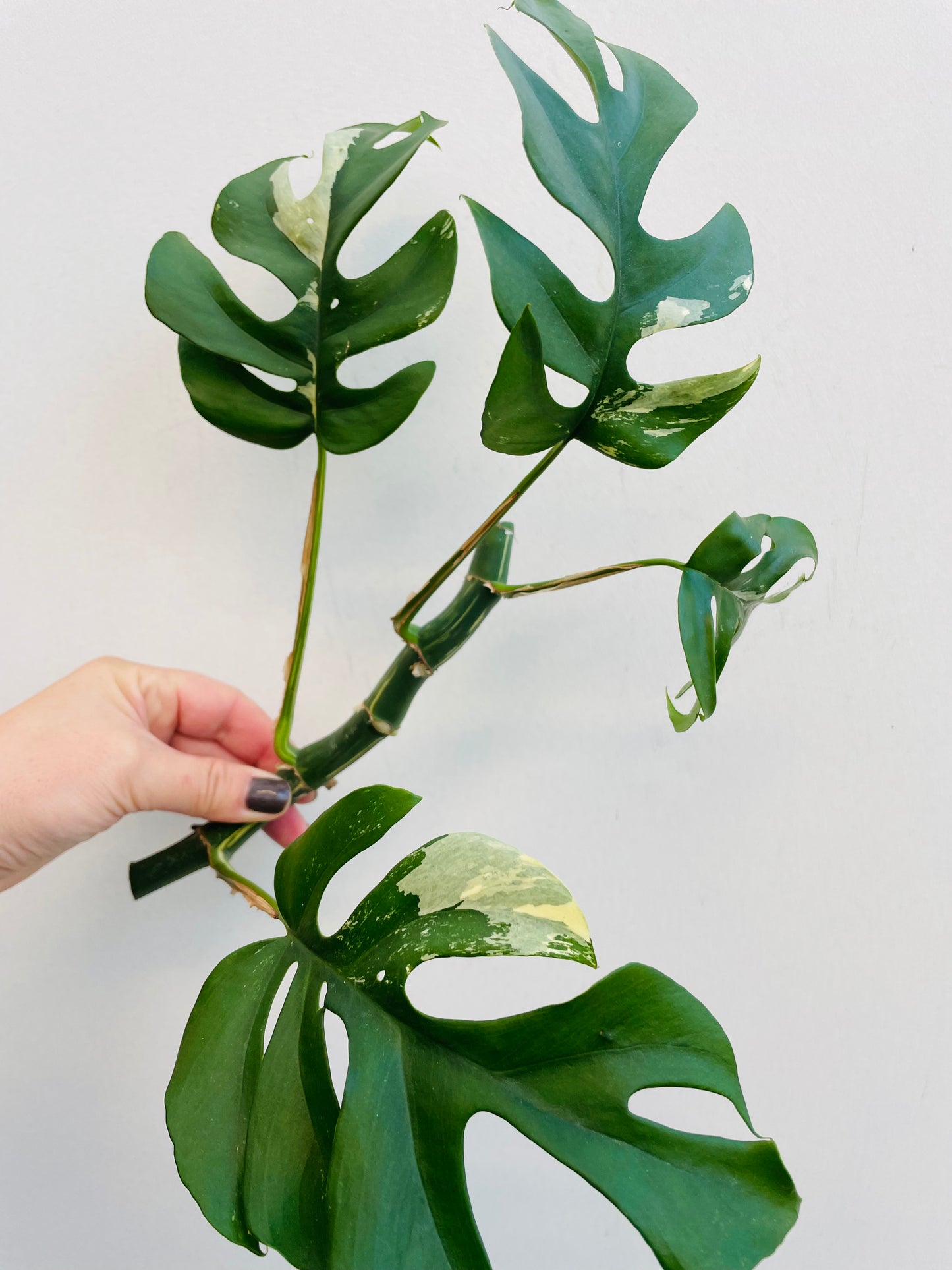 Bilde av Rhaphidophora tetrasperma variegata stikling 5-Spanne Plantesalg