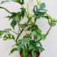 Bilde av Rhaphidophora tetrasperma-Spanne Plantesalg