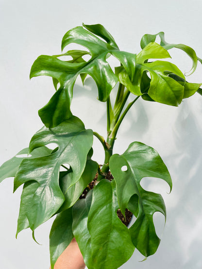Rhaphidophora tetrasperma