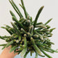 Bilde av Rhipsalis baccifera ‘Mouse Tail Cactus’-Spanne Plantesalg