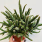 Bilde av Rhipsalis baccifera ‘Mouse Tail Cactus’-Spanne Plantesalg