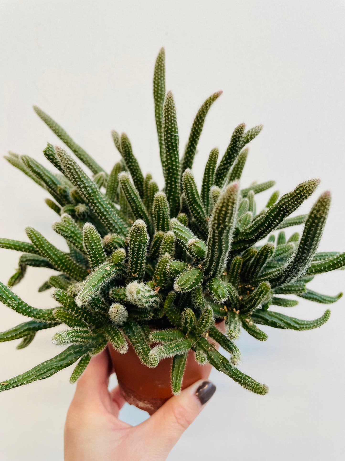 Bilde av Rhipsalis baccifera ‘Mouse Tail Cactus’-Spanne Plantesalg