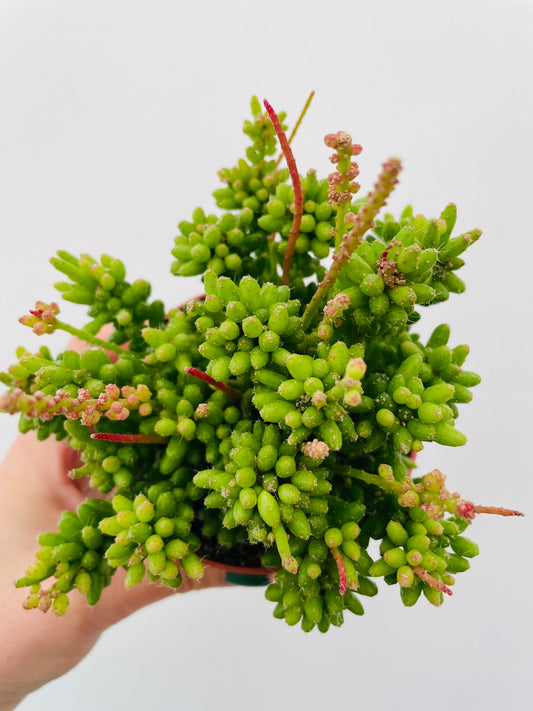 Bilde av Rhipsalis mesembryanthemoides-Spanne Plantesalg