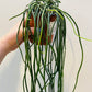 Bilde av Rhipsalis micrantha ‘Heidelberg’-Spanne Plantesalg