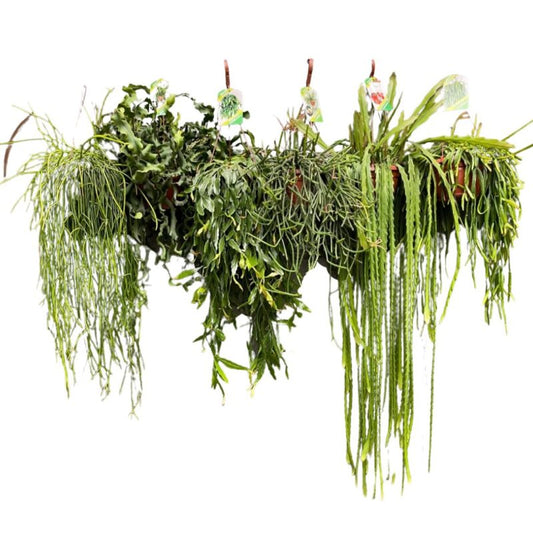 Bilde av RHIPSALIS PILOCARPA-Spanne Plantesalg