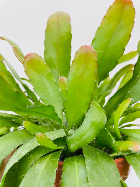 Bilde av Rhipsalis ‘Red Coral’-Spanne Plantesalg