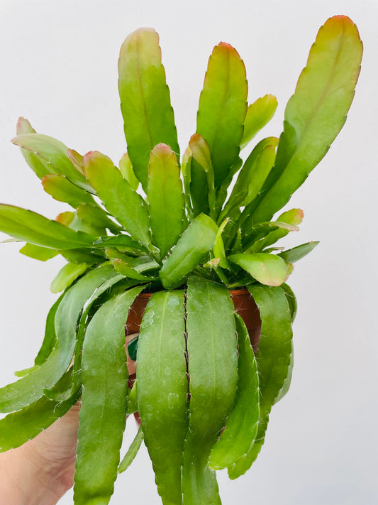 Bilde av Rhipsalis ‘Red Coral’-Spanne Plantesalg