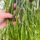 Bilde av Rhipsalis trigona stikling-Spanne Plantesalg