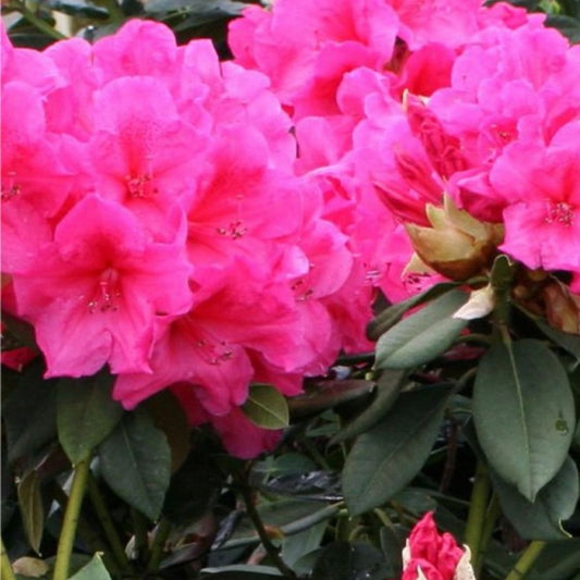 Bilde av Rhododendron h. 'Ana'-Spanne Plantesalg