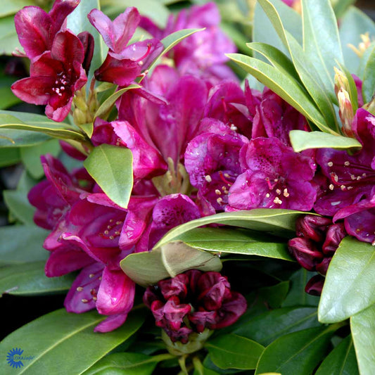 Bilde av Rhodo. Polarnacht dark purple-Spanne Plantesalg