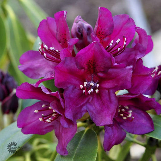 Bilde av Rhodo. Polarnacht dark purple-Spanne Plantesalg