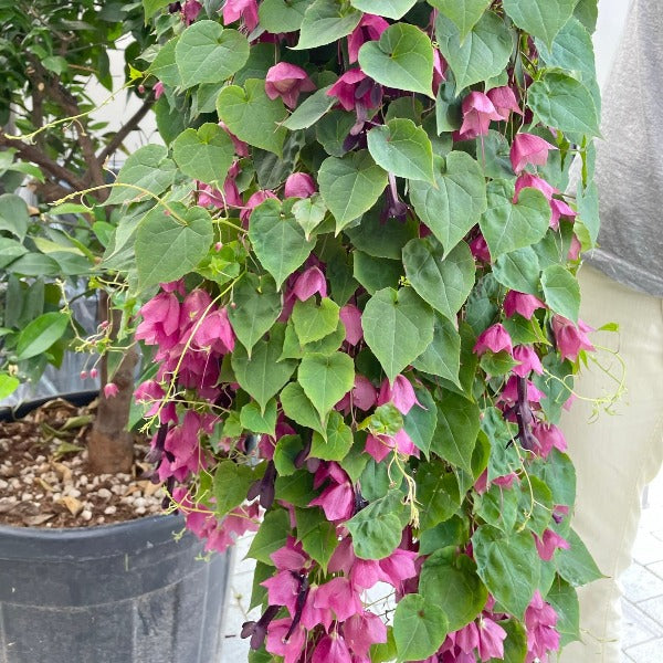 Bilde av Rhodochiton atrosanguineum Purple Bells 3 st-Spanne Plantesalg