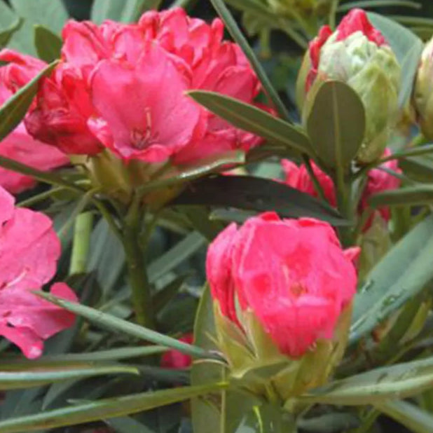 Bilde av Rhododendron h. 'Ana'-Spanne Plantesalg