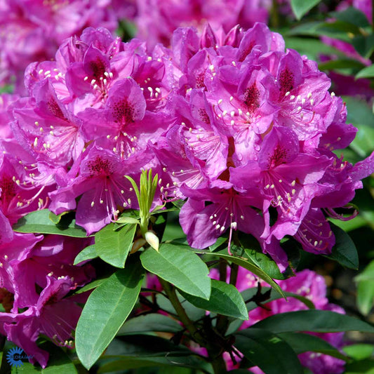 Bilde av Rhododendron Anah Kruschke-Spanne Plantesalg