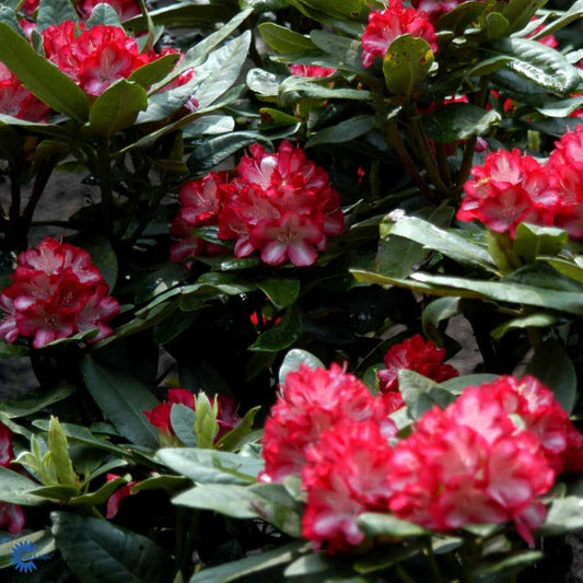 Bilde av Rhododendron Ann Lindsay-Spanne Plantesalg