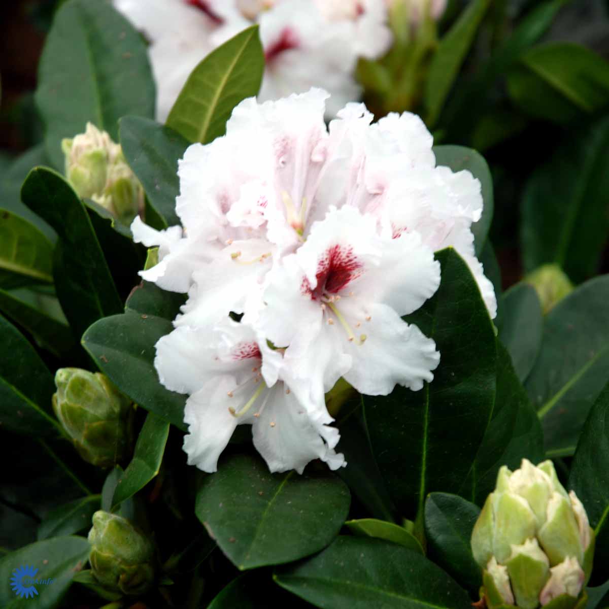 Rhododendron Picobello – Spanne Plantesalg