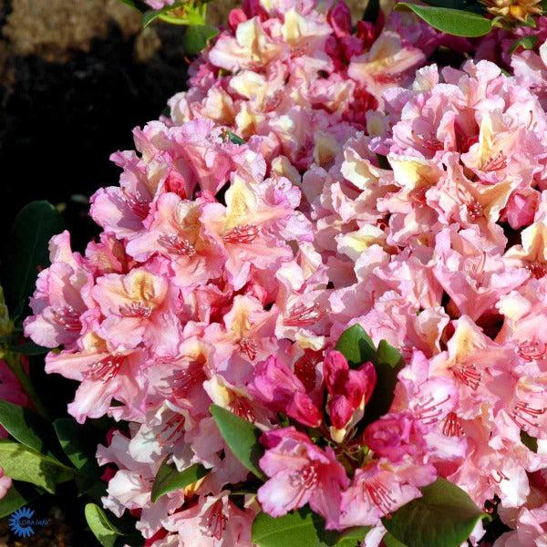 Bilde av Rhododendron Brasilia-Spanne Plantesalg