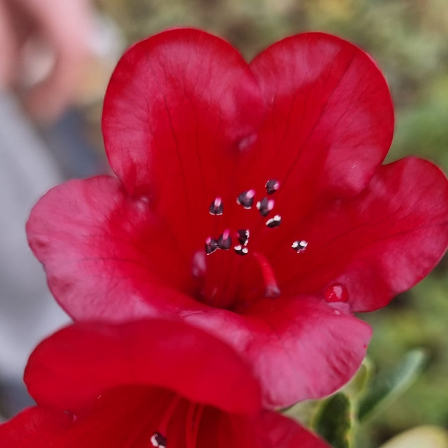 Bilde av Rhododendron Carmen-Spanne Plantesalg