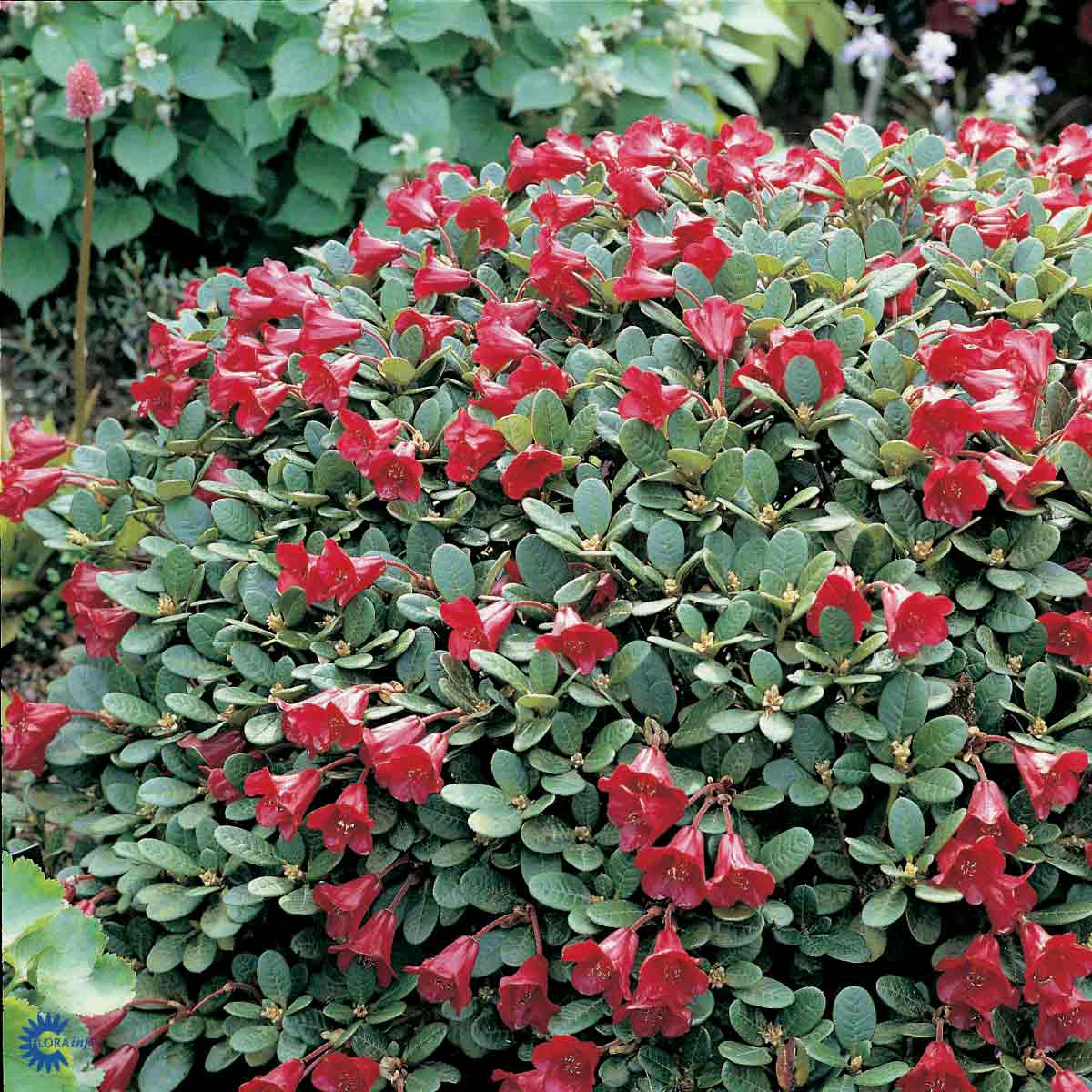 Bilde av Rhododendron Carmen-Spanne Plantesalg