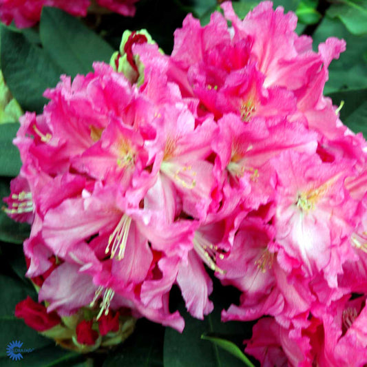 Bilde av Rhododendron Caruso-Spanne Plantesalg
