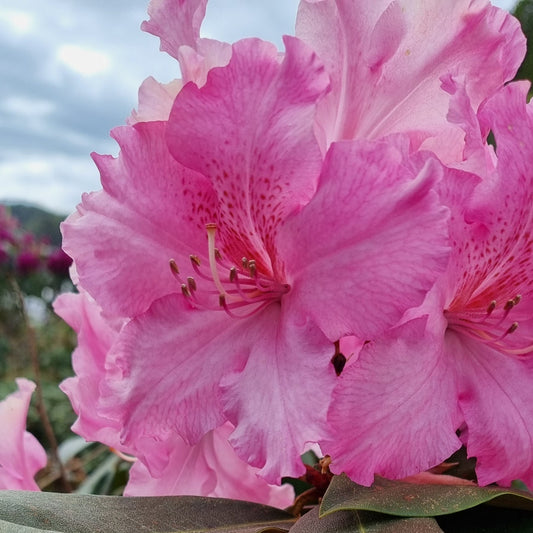 Bilde av Rhododendron Caruso-Spanne Plantesalg