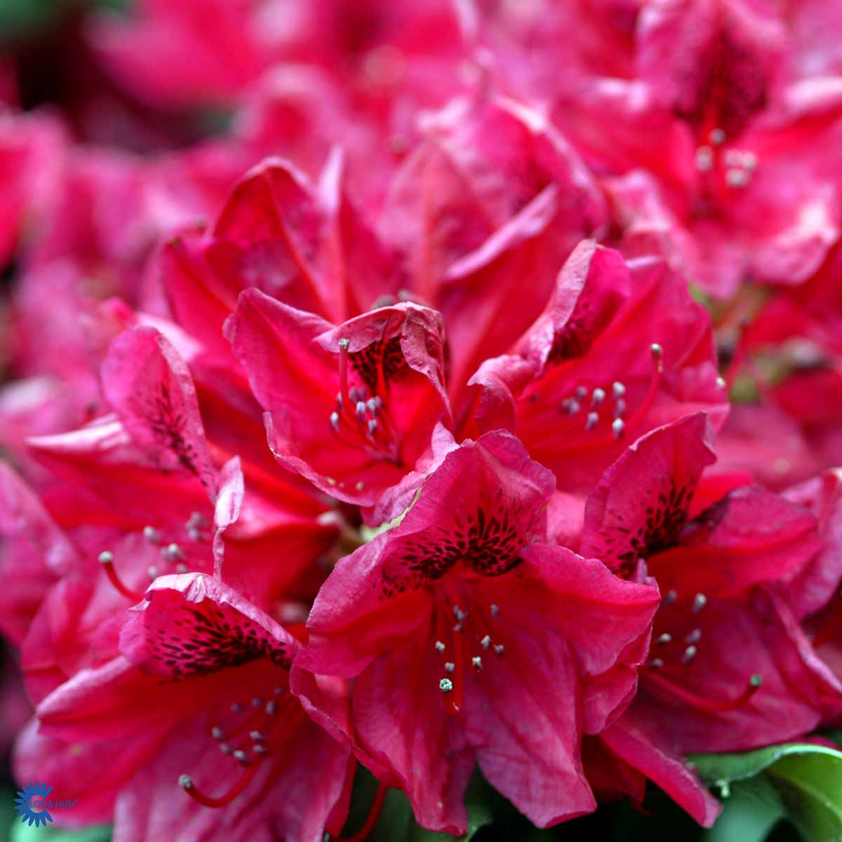 Bilde av Rhododendron cat. Lord Roberts-Spanne Plantesalg