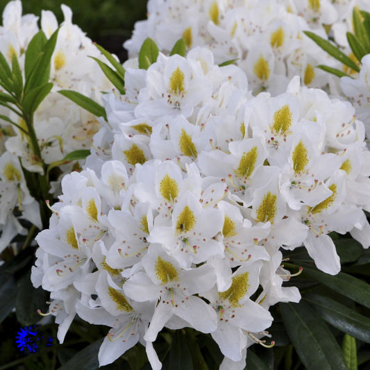 Bilde av Rhododendron cat. Madame Masson-Spanne Plantesalg
