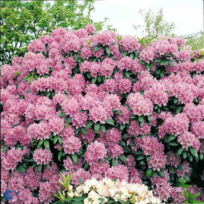 Bilde av Rhododendron Catawbiense Grandiflorum-Spanne Plantesalg