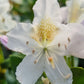 Bilde av Rhododendron Cunningham´s White-Spanne Plantesalg