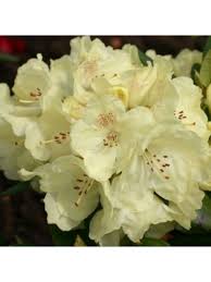 Bilde av Rhododendron Elsistraver.-Spanne Plantesalg