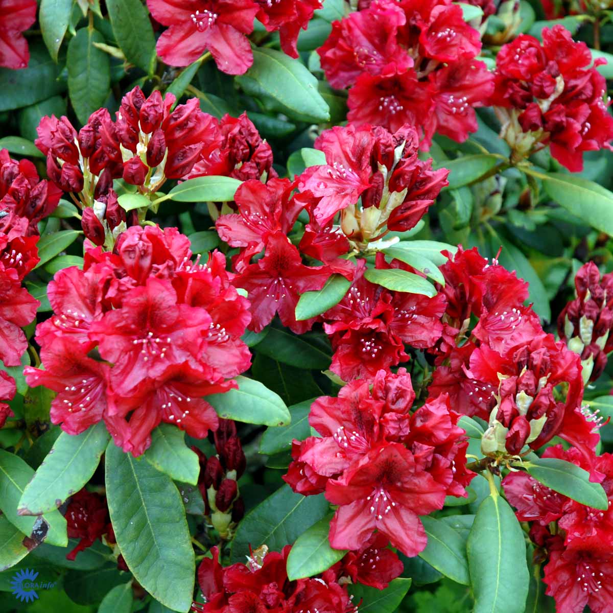 Bilde av Rhododendron Erato (lis.)-Spanne Plantesalg