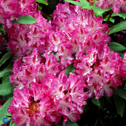 Bilde av Rhododendron Etoile de Sleidinge-Spanne Plantesalg