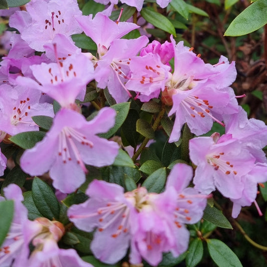 Bilde av Rhododendron February Dawn-Spanne Plantesalg