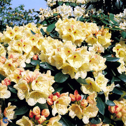 Rhododendron Flava – Spanne Plantesalg