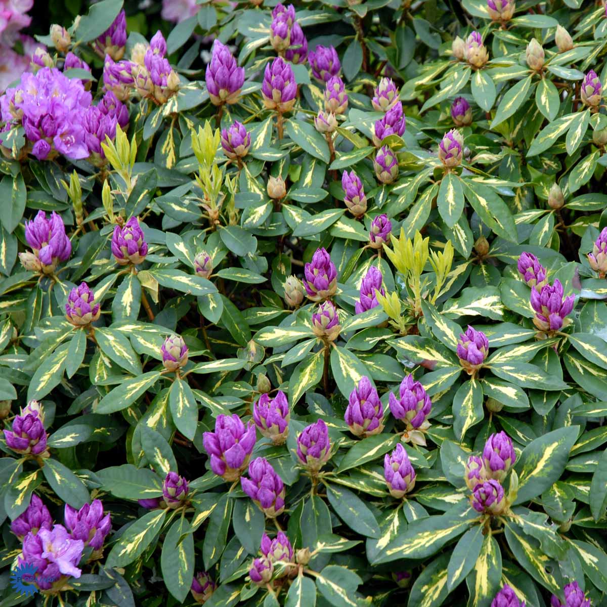 Bilde av Rhododendron Goldflimmer-Spanne Plantesalg