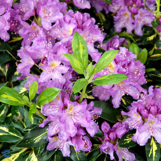 Bilde av Rhododendron Goldflimmer-Spanne Plantesalg