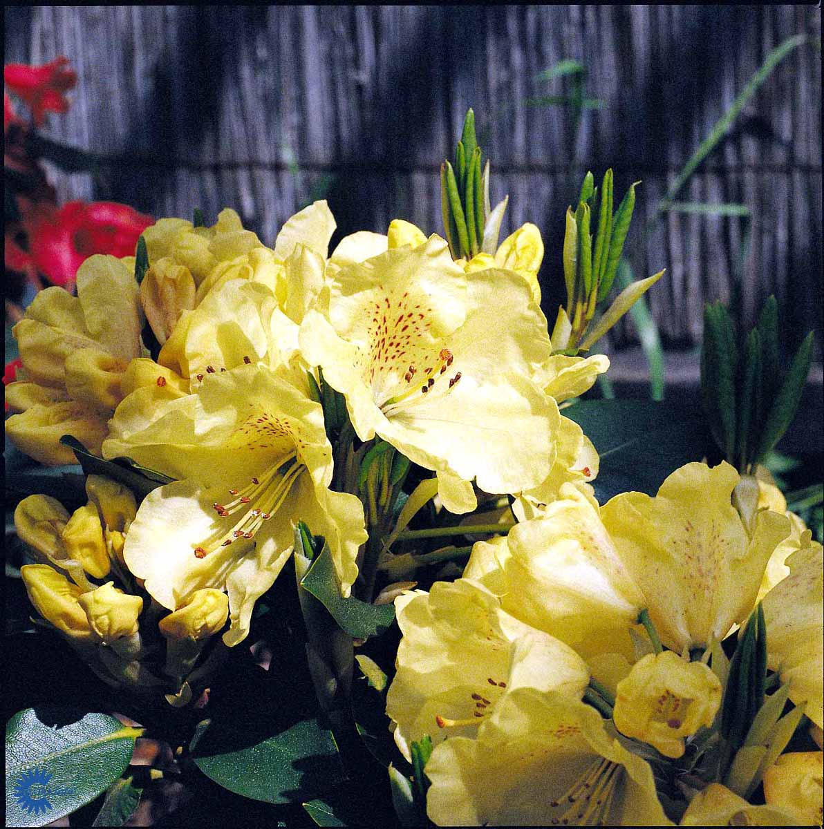 Rhododendron Goldkrone – Spanne Plantesalg