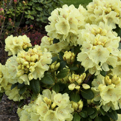 Rhododendron Goldkrone – Spanne Plantesalg