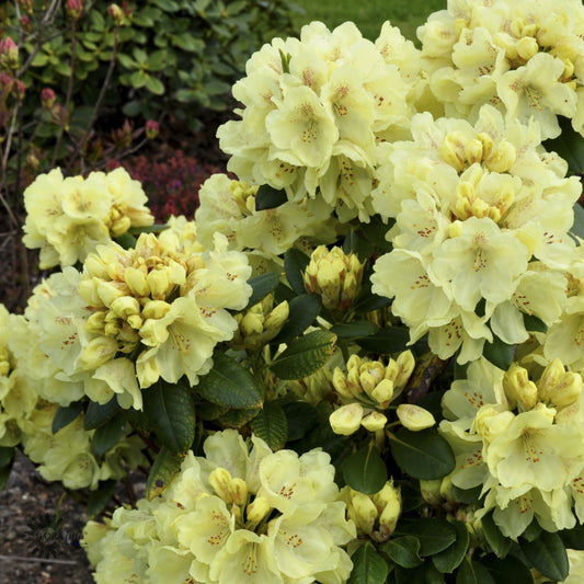 Bilde av Rhododendron Goldkrone-Spanne Plantesalg
